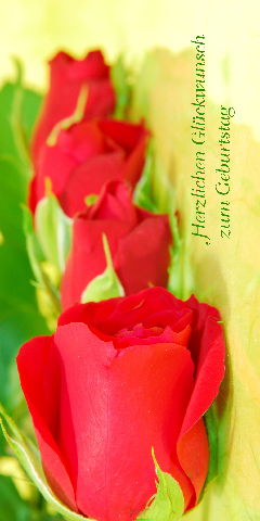 397 liegende Tulpen rot